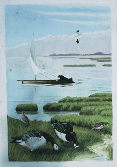 Snow Goose